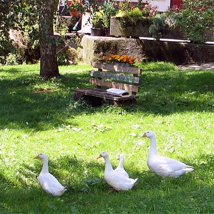 Der Bauernhof und unsere Tiere