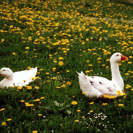 Der Bauernhof und unsere Tiere