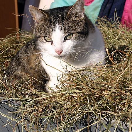 Der Bauernhof und unsere Tiere