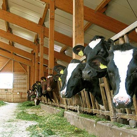 Der Bauernhof und unsere Tiere