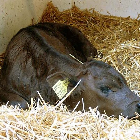 Der Bauernhof und unsere Tiere