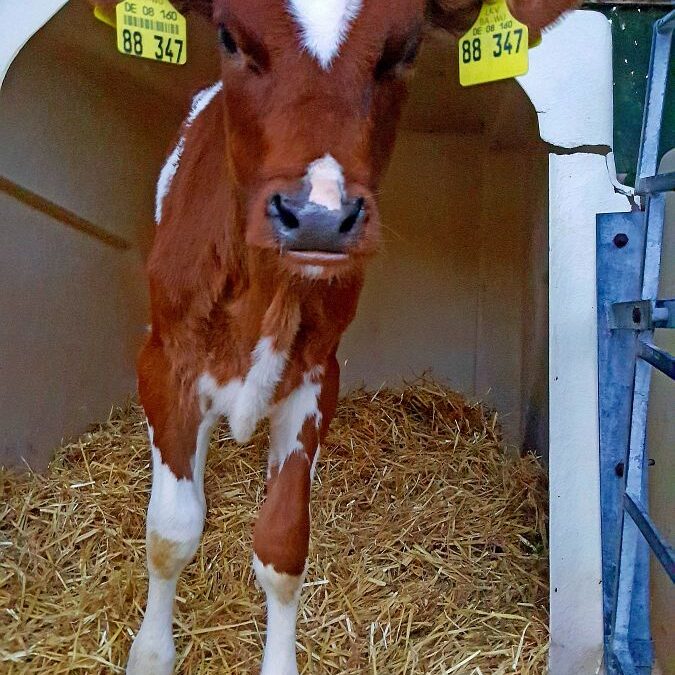 Kieningerhof Der Kinderbauernhof 1