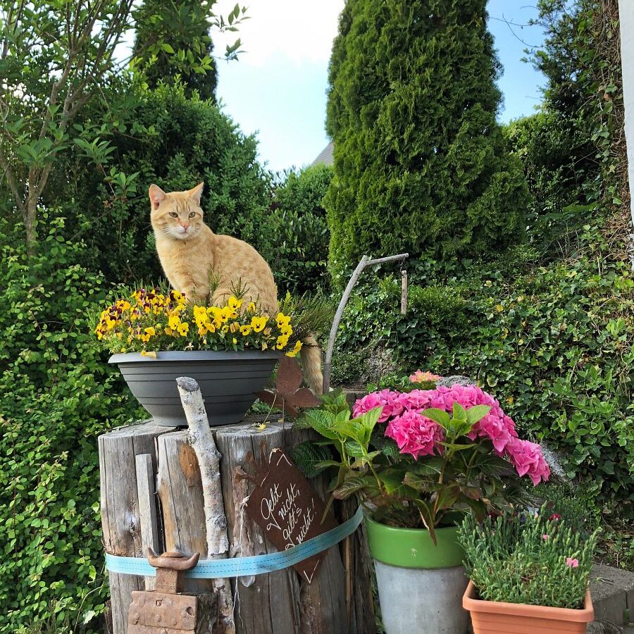 Kieningerhof Der Kinderbauernhof 6