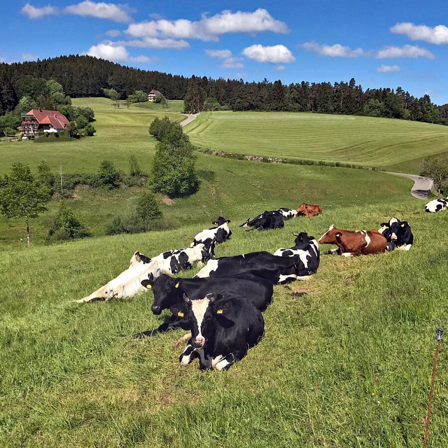 Kieningerhof Unser Haus 9