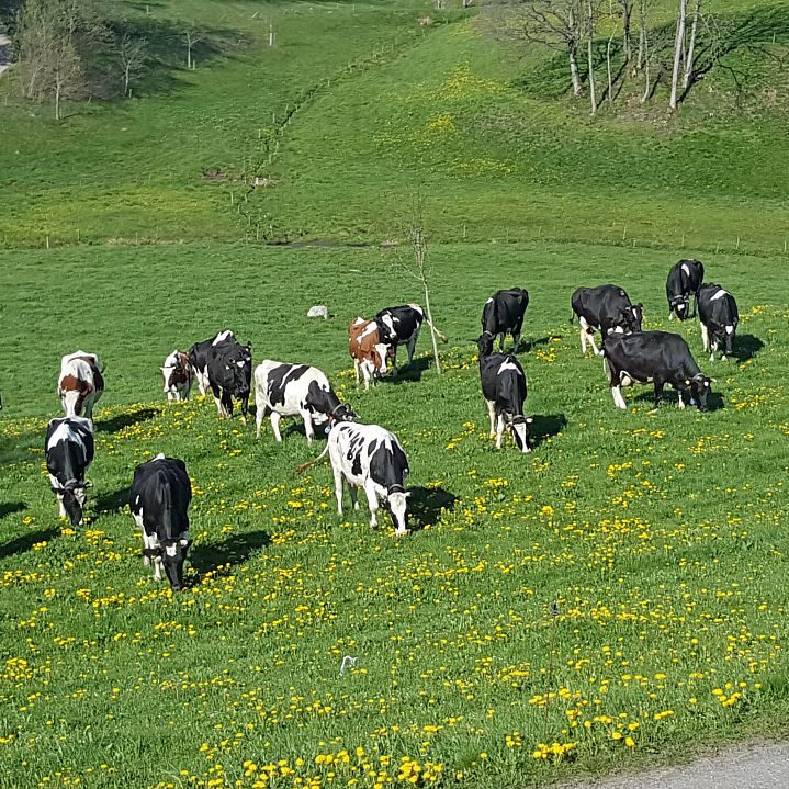 Kieningerhof der Bauernhof 2