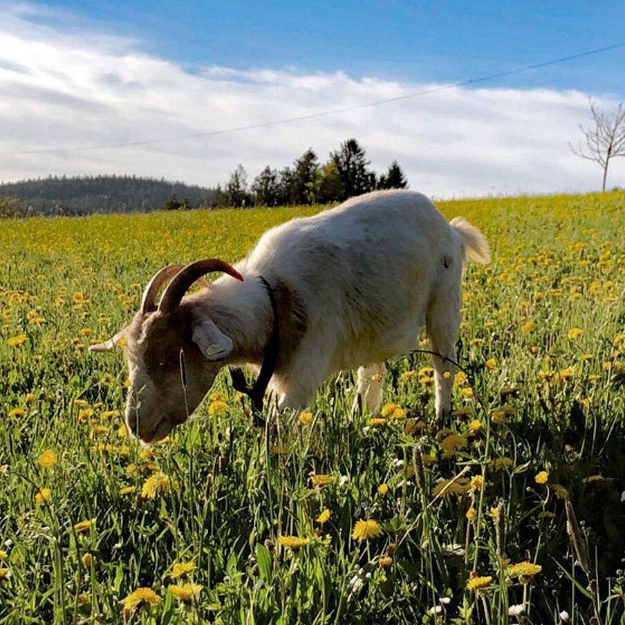 Kieningerhof der Bauernhof 4