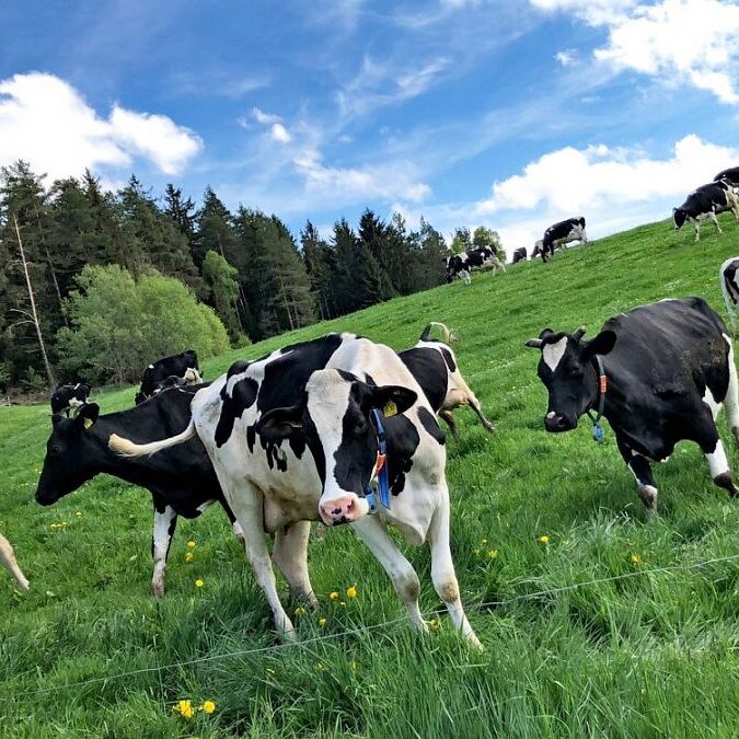 Kieningerhof der Bauernhof 5