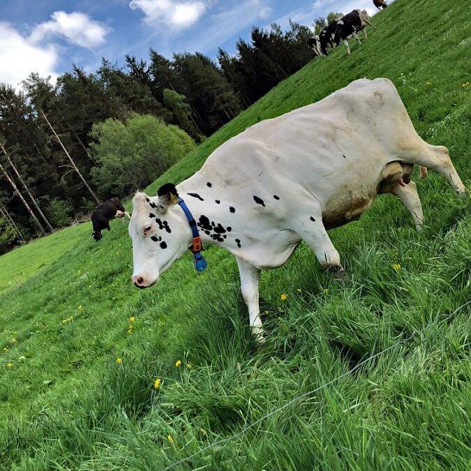 Kieningerhof der Bauernhof 6
