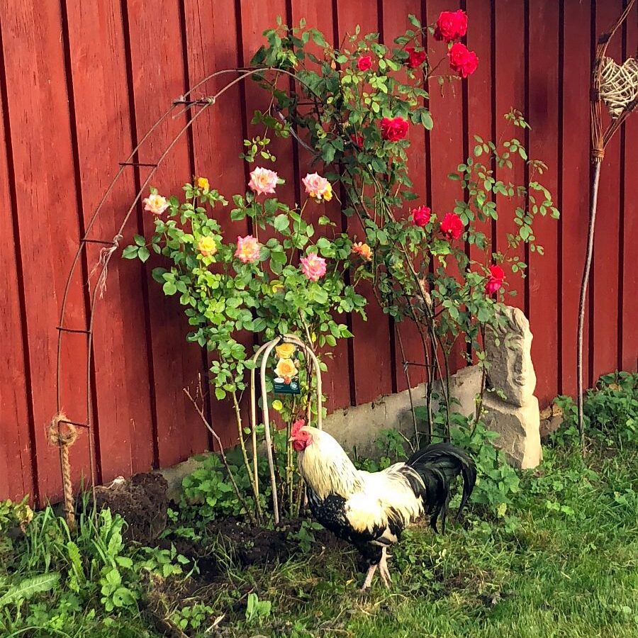 Kieningerhof der Bauernhof 7